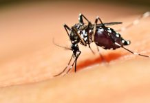 Kemenkes Targetkan Sebar Nyamuk Wolbachia untuk Berantas DBD Secara Nasional