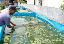 Konservasi Ikan Belida Sebagai Spesies Terancam Punah di Indonesia, Kilang Pertamina Plaju Sabet Penghargaan Global CSR & ESG Awards di Vietnam