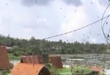 Heboh Kawanan Laba-laba Mendadak Muncul di Kintamani