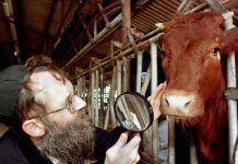 Meresahkan Dunia, Israel Siapkan Ritual Sapi Merah