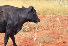 Ngeri! Sapi Ketangkap Lagi Kunyah Ular Piton di Australia