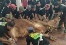 Masjid Istiqlal Mulai Potong Hewan Kurban, Sapi Milik Jokowi Pertama