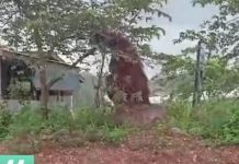Viral Orang Utan Setinggi Rumah Warga Diduga di Kaltim, BKSDA Telusuri