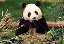 China Mulai Terima Mahasiswa Khusus Belajar Panda Raksasa