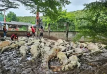 Petani Thailand Terpaksa Musnahkan 100 Buaya Langka Karena Badai