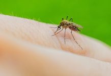 Perjuangan 100 Tahun Mesir, Kini Bebas Malaria