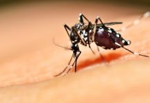 Cegah DBD, Singapura Sebar Nyamuk Berwolbachia di Nyaris 50 Persen Populasi