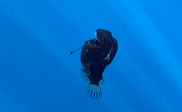 anglerfish-abyssal-humpback-yang-merupakan-penghuni-laut-dalam-tiba-tiba-saja-muncul-ke-permukaan