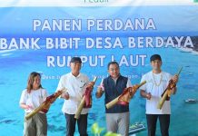 Dari Pesisir Nusa Lembongan, PLN Bangun Kemandirian Ekonomi Melalui Rumput Laut