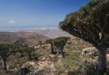 Serangan Saudi di Balik Terjebaknya 3 WNI di ‘Tempat Sembunyi Dajjal’