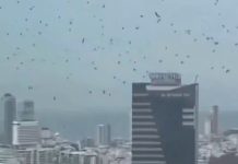 Langit Israel Mendadak Gelap Dipenuhi Gagak, Picu Konspirasi Azab