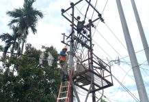 Strategi Preventif PLN Amankan Jaringan Listrik dari Potensi Gangguan Satwa di Bengkulu