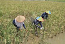 Pertamina Patra Niaga Kilang Plaju Hadirkan Pertanian Hortikultura Berbasis Vertikal Garden Sebagai Upaya Adaptasi Bencana Banjir di Banyuasin