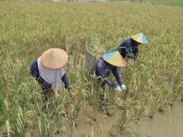 Pertamina Patra Niaga Kilang Plaju Hadirkan Pertanian Hortikultura Berbasis Vertikal Garden Sebagai Upaya Adaptasi Bencana Banjir di Banyuasin