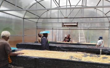 Dari Pegunungan Papua, Aroma Kopi Tiom Tembus Pasar Nasional Lewat Program PLN Peduli