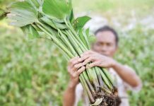 Bawa Nama Indonesia ke Kancah Global, Inovasi Eceng Gondok Binaan Pertamina Patra Niaga Kilang Plaju Raih Penghargaan Emas di Thailand