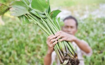 Bawa Nama Indonesia ke Kancah Global, Inovasi Eceng Gondok Binaan Pertamina Patra Niaga Kilang Plaju Raih Penghargaan Emas di Thailand