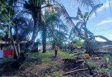 Hadapi Cuaca Ekstrem, PLN UP3 Bengkulu Perkuat Keandalan Jaringan Listrik melalui Pemeliharaan Vegetasi