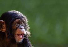 Bukan Cuma Simpanse, 5 Hewan Ini Punya Kecerdasan yang Luar Biasa