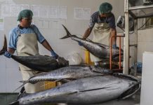 Produk Olahan Tuna RI Bebas Tarif Masuk Jepang Mulai 1 Agustus