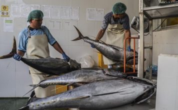 Produk Olahan Tuna RI Bebas Tarif Masuk Jepang Mulai 1 Agustus