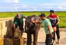 Jaga Gajah Sumatera, Kilang Plaju Rawat Warisan Alam Sumsel
