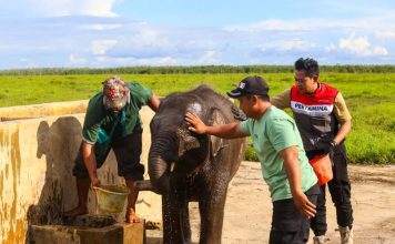 Jaga Gajah Sumatera, Kilang Plaju Rawat Warisan Alam Sumsel