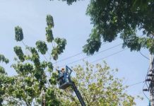 PLN Pangkas Vegetasi di Penyulang Kedondong, Cegah Gangguan Listrik di Palembang