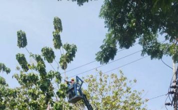 PLN Pangkas Vegetasi di Penyulang Kedondong, Cegah Gangguan Listrik di Palembang