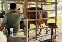 33.430 Ton Pakan Ternak Disiapkan untuk Percepat Pemulihan Peternak di Aceh