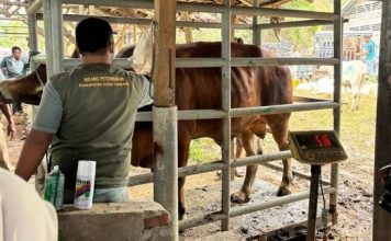 33.430 Ton Pakan Ternak Disiapkan untuk Percepat Pemulihan Peternak di Aceh