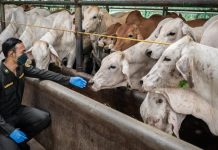 RI Impor Sapi & Daging Australia, Segini Jumlahnya