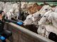 RI Impor Sapi & Daging Australia, Segini Jumlahnya