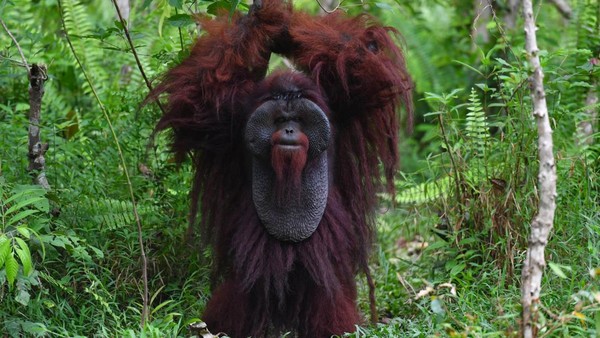 potret-kehidupan-orangutan-morio-di-samboja-lestari-yang-kian-terancam-1777518875041_169