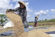 Pemerintah Ungkap Neraca 8 Komoditas Pangan dan Pengadaan Beras Tahun 2026