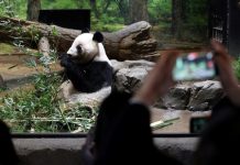 Panda Dipulangkan ke China, Pengunjung Kebun Binatang Tokyo Anjlok 19%