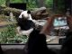 Panda Dipulangkan ke China, Pengunjung Kebun Binatang Tokyo Anjlok 19%